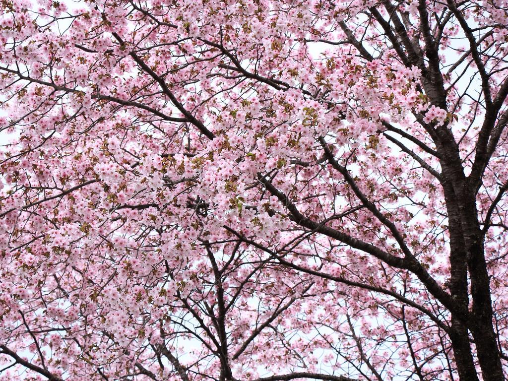 Hôtel Kyuhonbo Hisayamakan à Nagano Extérieur photo